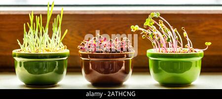 sill à la lumière du soleil avec trois pots et culture de microgreens, comme le radish de verger et l'orge Banque D'Images