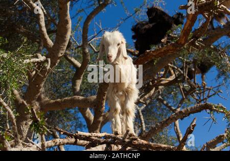 Un des célèbres chèvres d'escalade d'arbres du Maroc debout sur la branche d'un arbre d'Argan Banque D'Images