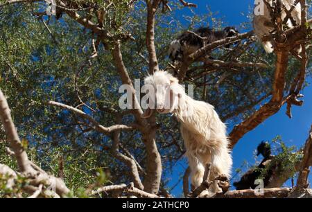 Un des célèbres chèvres d'escalade d'arbres du Maroc debout sur la branche d'un arbre d'Argan Banque D'Images