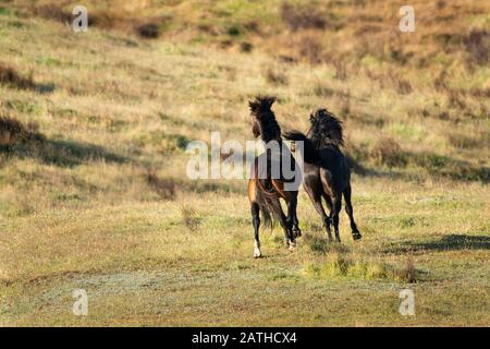 Deux chevaux sauvages de Kaimanawa en train de courir avec des manes volantes sur la prairie verte Banque D'Images