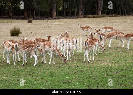 Mogo Australie, troupeau de cerfs en jachère sur le terrain Banque D'Images