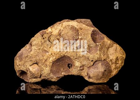 Seashell pétrifié ou fossile de coquille sur une pierre de sable devant le fond noir, la paléontologie et les animaux Banque D'Images