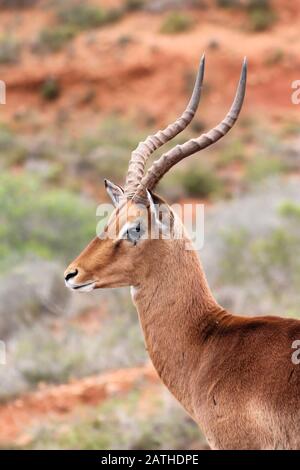 Portrait d'une antilope d'impala brune en profil, profondeur de champ peu profonde, grandes cornes Banque D'Images