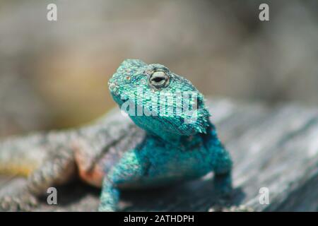 portrait rapproché d'un agama de roche sud mâle avec une tête bleue cyan, une faible profondeur de champ, fond flou Banque D'Images