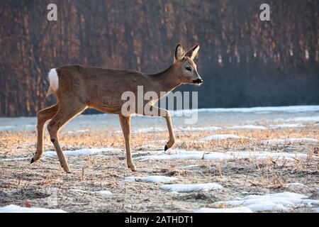 Le cerf de Virginie marche sur la prairie depuis la vue latérale en hiver Banque D'Images