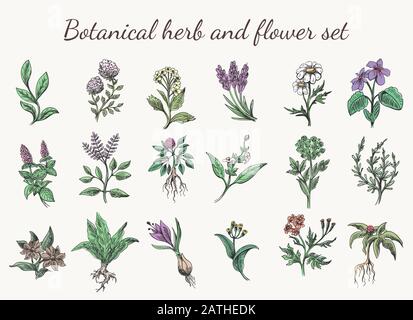 Herbes et fleurs de couleur vintage Illustration de Vecteur