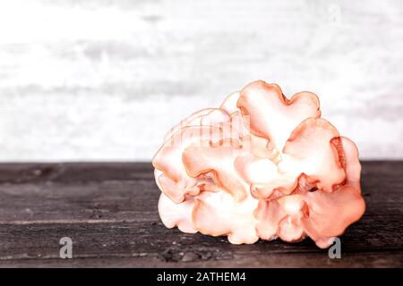 Champignons d'huître rose frais et crus sur table en bois, pleurotus djamor, copyspace Banque D'Images