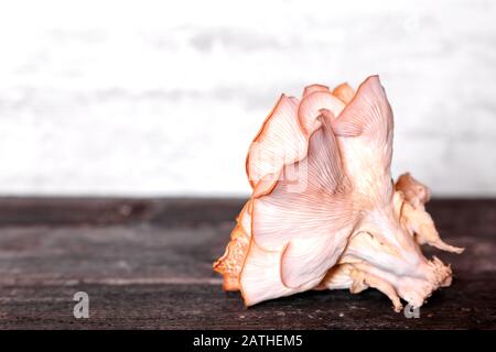 Champignons gastronomiques pleurotus djamor sur table en bois, champignons huître rose, espace publicitaire Banque D'Images