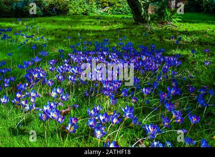 Un Jardin D'Automne. Crocus en pleine gloire. Banque D'Images