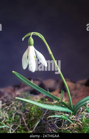 Perce-neige sont les premières fleurs de printemps entre les feuilles. Banque D'Images