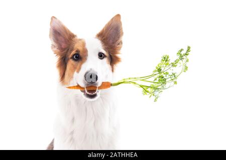 Le chien sucré tient une carotte fraîche dans la bouche, isolée contre le blanc, la nourriture conceptuelle et la santé Banque D'Images