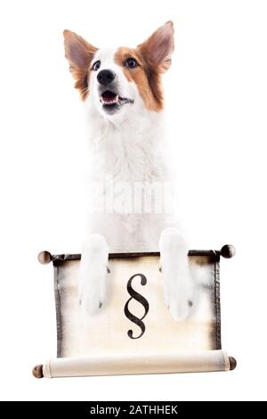 Le chien est muni d'une spirale avec le signe du paragraphe, isolé devant le blanc, la loi sur la protection des animaux et la loi sur les chiens Banque D'Images