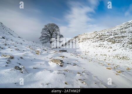 Sycamore Gap dans la neige, Hadrien's Wall Country, Northumberland National Park, Angleterre Banque D'Images