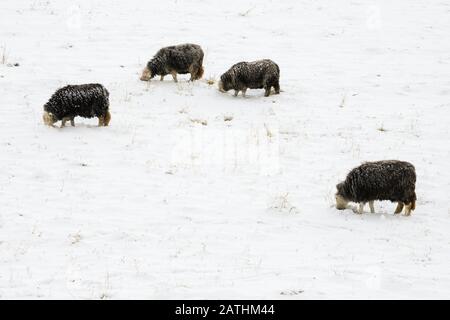 Moutons Herdwick à la recherche de nourriture dans un champ couvert de neige, Northumberland, Angleterre Banque D'Images