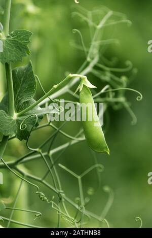 Pois verts cultivés localement dans jardin bio, produits cultivés Pisum sativum Banque D'Images