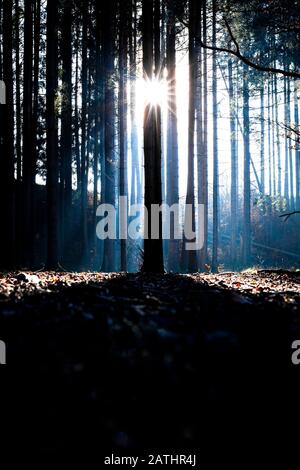 Ein Wald in Bayern in den frühen Morgenstunden mit tiefstehender Sonne Banque D'Images