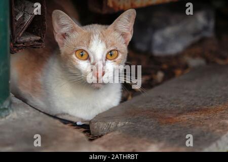 Un chat rouge et blanc avec de grands yeux jaunes se trouve sur le trottoir sur un banc et regarde directement la caméra. Banque D'Images