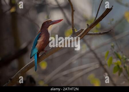 Le Kingfisher à gorge blanche sur la perchaude avec dans une forêt Banque D'Images