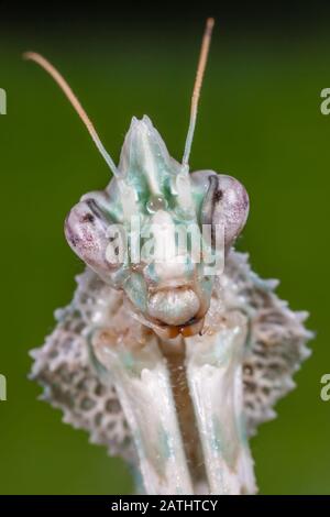 Diable's Flower Mantid (Blepharopsis mmenica) aka Egyptian Flower Mantis Banque D'Images