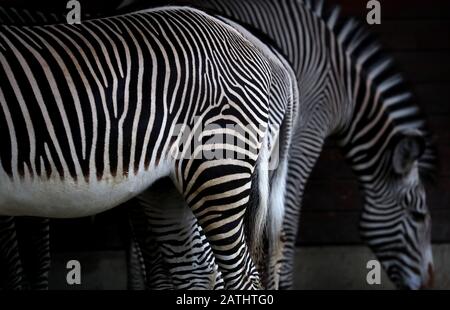 Augsbourg, Allemagne. 3 février 2020. Les zèbres se tiennent dans un abri du zoo pendant la pluie. Crédit: Karl-Josef Hildenbrand/Dpa/Alay Live News Banque D'Images