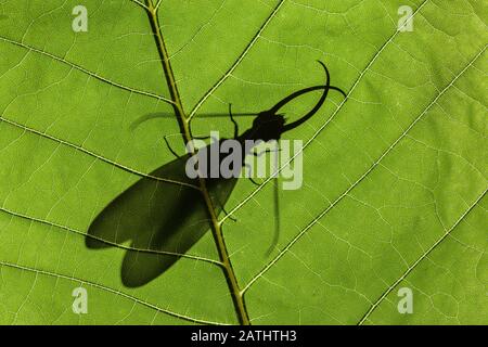 Eastern Dobsonfly (Corydalus cornutus) Silhouette de mâle sur le Magnolia de Bigleaf. Sipsey Wilderness, Forêt Nationale De Bankhead, Alabama, Mai. Banque D'Images