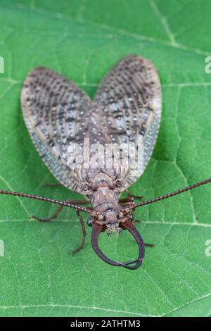 L'est de Dobsonfly (Corydalus cornutus) mâle sur l'arbre de Catalpa du sud. Powells Valley, Comté De Dauphin, Pennsylvanie, Été. Banque D'Images