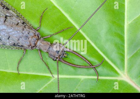 L'est de la Dobsonfly (Corydalus cornutus) mâle sur les feuilles de Sycamore. Clarks Valley, Comté De Dauphin, Pennsylvanie, Été. Banque D'Images