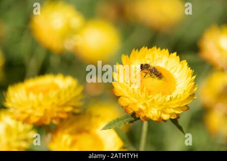 L'abeille au miel se nourrissant sur Bracteantha bracteata 'dargan Hill Monarch' Golden Eversating ou Strawflower Banque D'Images