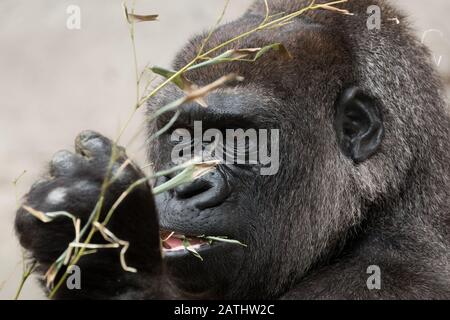 Gorilla Des Basses Terres De L'Ouest Banque D'Images