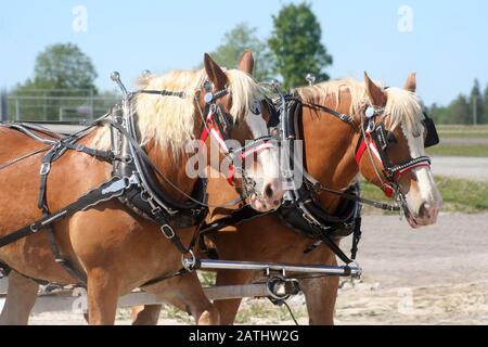 Chevaux belges dans le harnais Banque D'Images