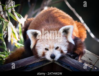 Cette fois, il s'agit d'un bronzage Red Panda Banque D'Images