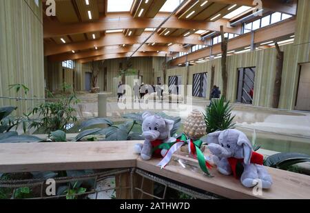 Augsbourg, Allemagne. 3 février 2020. Les éléphants en peluche sont couchés à l'entrée de la nouvelle maison d'éléphant. Crédit: Karl-Josef Hildenbrand/Dpa/Alay Live News Banque D'Images