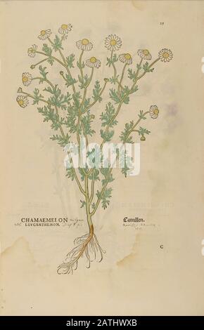 XVIe siècle, aquarelle, imprimé bois peint à la main d'une fleur de Chamaemelon levcanthemon Camillen, de Chamomile ou de chamomile du livre Leonhart Fuchs Banque D'Images