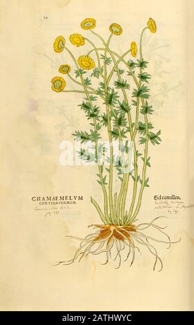 XVIe siècle, aquarelle, imprimé bois peint à la main d'une fleur de chamaemelum chrysanthème (Camillen, Chamomile ou camomille) de Leonhart Fuchs Banque D'Images