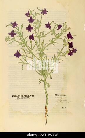 XVIe siècle, aquarelle, gravure de bois peinte à la main d'une fleur de chamaemelum eranthemon, Camillen, Chamomile ou camomille du livre Leonhart Fuchs Banque D'Images