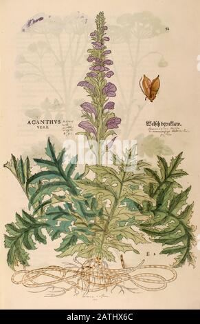 XVIe siècle, aquarelle, peinture à la main imprimé bois d'une fleur d'Acanthus de Leonhart Fuchs livre d'herbes: De Historia Stirpium Commentarii ins Banque D'Images