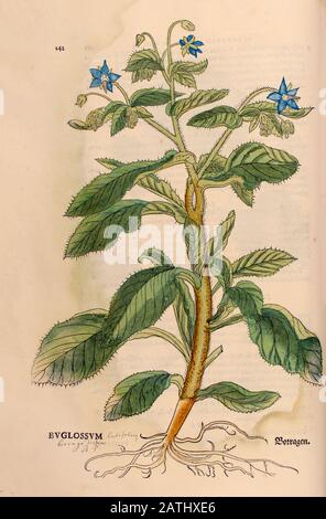XVIe siècle, aquarelle, imprimé bois peint à la main d'une fleur de Buglossum AKA Anchusa barrelieri, bugloss de Barrelier ou faux alcanet, de Leon Banque D'Images