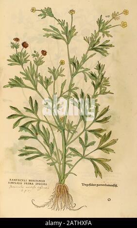 XVIe siècle, aquarelle, gravure peinte à la main d'un Bumbous buttercup (Ranunculus Hortensis) fleur de Leonhart Fuchs livre d'herbes: De Hi Banque D'Images
