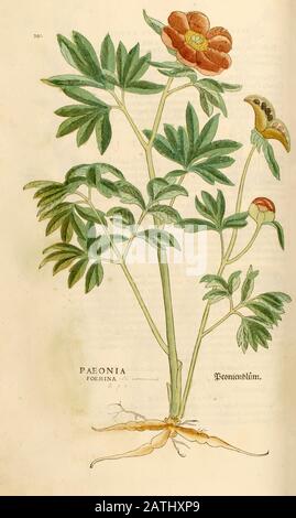 XVIe siècle, aquarelle, gravure peinte à la main d'une plante de pivoine ou de pivoine de Leonhart Fuchs livre d'herbes: De Historia Stirpium Commentar Banque D'Images