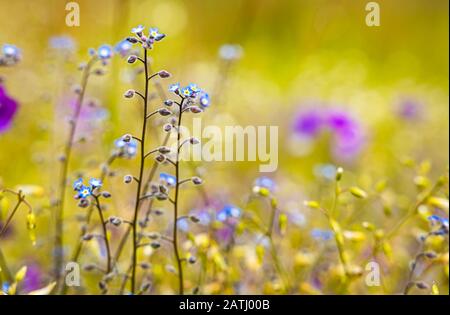 Myosotis gros plan. Dans l'hémisphère nord, ils sont appelés familièrement Forget-me-nots ou Scorpion graminées. Banque D'Images