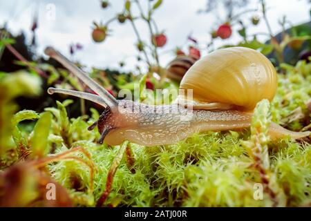 Lentement l'Escargot rampant sur super macro close-up Banque D'Images