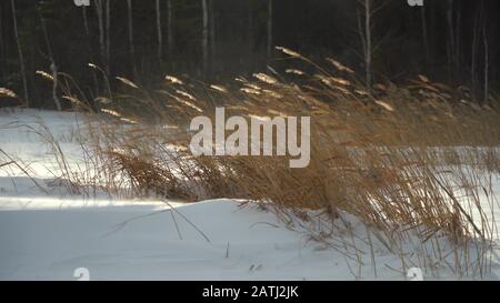Vent vif. Sécher l'herbe haute dans un jet de neige. Beau paysage enneigé d'hiver. Banque D'Images