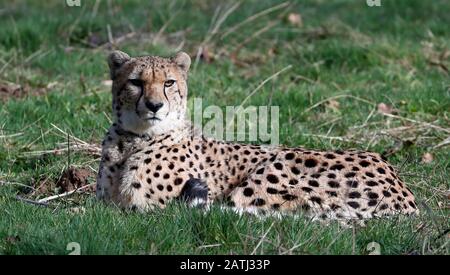 Saba, l'un des deux cheetahs, Saba et Nairo au parc animalier de Howletts Wild, près de Canterbury, où ils sont nés et qui doivent voyager au printemps cette année pour être "sauvés" dans une nouvelle vie en Afrique du Sud. Saba a été élevé à la main par Damian Aspinall, Président de la Fondation Aspinall, et sa femme, Victoria, dans leur maison et ce projet révolutionnaire est la première fois qu'une guépard née en captivité et levée à la main a quitté le Royaume-Uni pour se refaner en Afrique. Banque D'Images