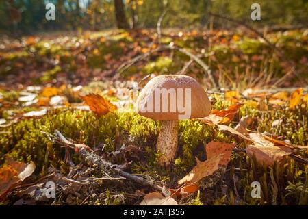 Champignons dans la forêt.Boletus à capuchon orange, champignon aspen dans la forêt de gros plan. Banque D'Images