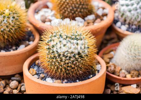 Petit Cactus mammillaria nivosa (Cactaceae) une plante qui pousse dans le désert, Selective focus Banque D'Images