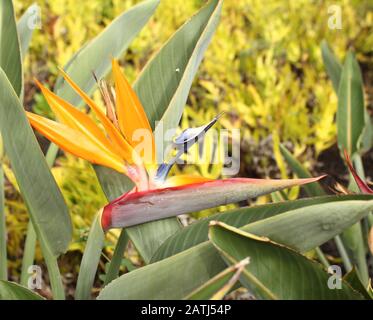 Bird of Paradise flower Banque D'Images