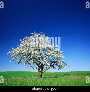 Cerisier (Prunus) en pleine floraison sous un ciel bleu au milieu de champs et de prairies, Saalekreis, Saxe-Anhalt, Allemagne Banque D'Images