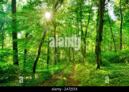 Sentier de randonnée à travers une forêt semi-naturelle mixte à feuilles caduques au printemps, le soleil brille à travers le feuillage, Burgenlandkreis, Saxe-Anhalt, Allemagne Banque D'Images