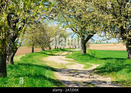 Paysage culturel, sentier avec cerisiers en fleurs (Prunus) à travers les champs au printemps, ciel bleu avec nuages, près de Sandersleben Banque D'Images