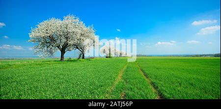 Panorama, champs verts au printemps, cerisiers en fleurs (Prunus), ciel bleu avec nuages, Unstrut-Hinich-Kreis, Thuringe, Allemagne Banque D'Images